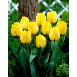 Royal Elegance tulip - 5 pcs. - Tulipa Royal Elegance