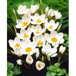 Crocus Ard Schenk - 10 bebawang
