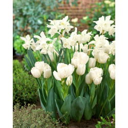 Lambikomplekt "Thalia" nartsiss ja "Weisse Berliner" tulp - 50 tk - 