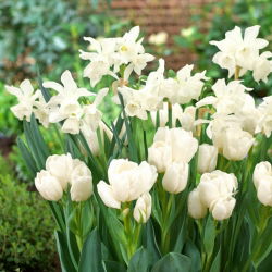 Lambikomplekt "Thalia" nartsiss ja "Weisse Berliner" tulp - 50 tk - 
