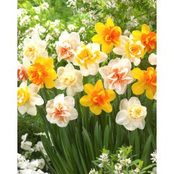 Narcis, narcis - dvojité květy - mix barevných odrůd - 50 ks.