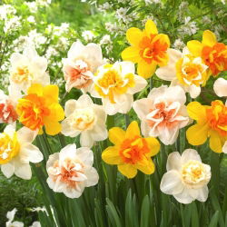 Narcis, narcis - dvojité květy - mix barevných odrůd - 50 ks.