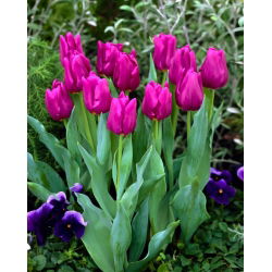 Tulipa Passionale - paquete de 5 piezas