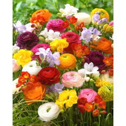 Buttercup og freesia - en række farverige blomstrende planter - 100 stk - 