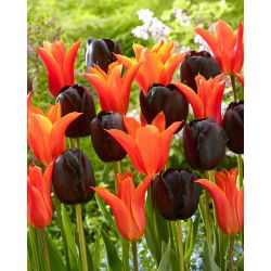 Narancssárga és bíbor-lila 2 tulipánfajta készlet - 50 db.