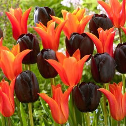 Narancssárga és bíbor-lila 2 tulipánfajta készlet - 50 db.