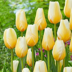Tulipánový citrónový šifón - 5 ks