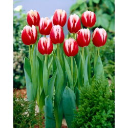Tulipa Leen van der Mark - paquete de 5 piezas