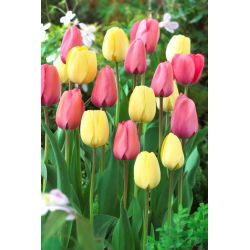 Krémes fehér és rózsaszín tulipán készlet - 50 db.