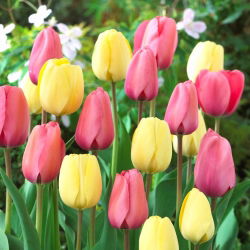 Krémes fehér és rózsaszín tulipán készlet - 50 db.