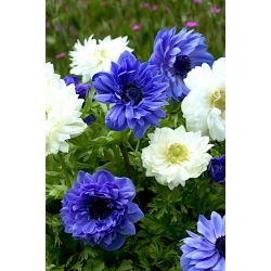 Divziedu anemone - 2 balto un zilo ziedu šķirņu komplekts - 80 gab - 