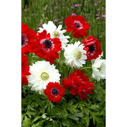 Divziedu anemone - sarkans un balts komplekts - 2 anemone šķirnes - 80 gab - 