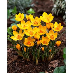Крокус Златовласка - 10 цибулин - Crocus Goldilocks