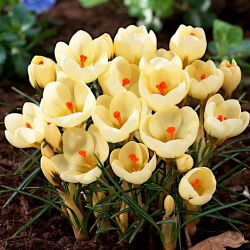 Crocus Cream Beauty - pakend 10 tk