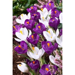 Crocus ungu dan putih - Set 60 pcs - 