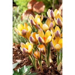 Crocus Advance - pakej besar! - 100 keping - 