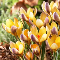 Crocus Advance - pakej besar! - 100 keping - 