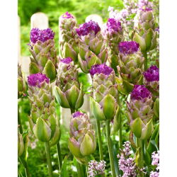 Tulip Purple Tower - 5 buc. - Tulipa Purple Tower