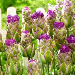 Tulip Purple Tower - 5 buc. - Tulipa Purple Tower