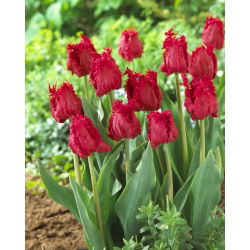 Tulip Barbados - paket besar! - 50 buah - 