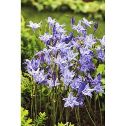 A lança de Ithuriel, Brodiaea - Rainha Fabiola - pacote econômico! - 100 pcs.; triteleia comum, erva