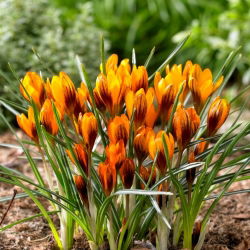 Crocus Orange Monarch - pakej besar! - 100 keping - 