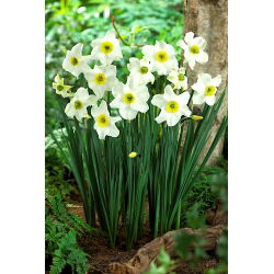 Nartsiss, nartsiss 'Sinopel' - suur pakk - 50 tk