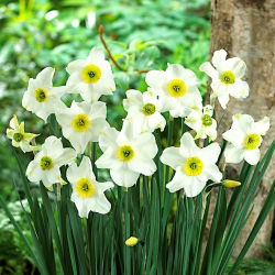 Nartsiss, nartsiss 'Sinopel' - suur pakk - 50 tk