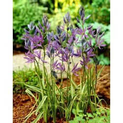Camas Blue Melody - veliko pakiranje! - 100 kom; quamash, indijski zumbul, camash, divlji zumbul, Camassia