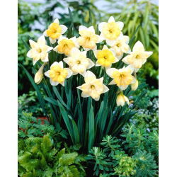 Narciso, narciso Cambiando de colores - ¡paquete grande! - 50 pcs