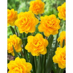 Narcis, narcis 'Heamoor' - veľké balenie - 50 ks