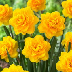 Narcis, narcis 'Heamoor' - veľké balenie - 50 ks