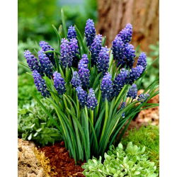 Grape hyacinth Neglectum - pakej besar! - 100 keping - 