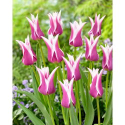 Tulip Ballade - nagy csomag! - 50 db.