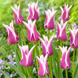 Tulip Ballade - nagy csomag! - 50 db.