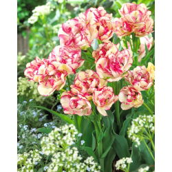 Tulipano 'Belicia' - confezione grande - 50 pz
