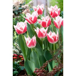 Tulip Bell Song - paket besar! - 50 buah - 