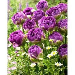 Tulip Blue Wow - pakej besar! - 50 keping - 
