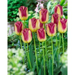 Tulip Boston - nagy csomag! - 50 db.
