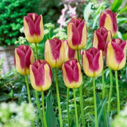 Tulip Boston - nagy csomag! - 50 db.