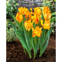 Tulip Caribbean Parrot - velké balení! - 50 ks.