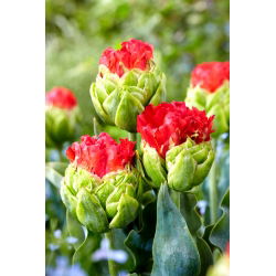 Tulip „Bull's Eye“ - didelė pakuotė! - 50 vnt.