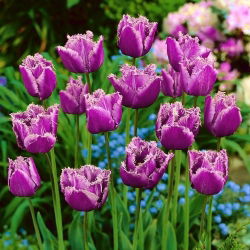 Tulip American Eagle - paket besar! - 50 buah - 
