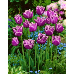 Tulip American Eagle - paket besar! - 50 buah - 