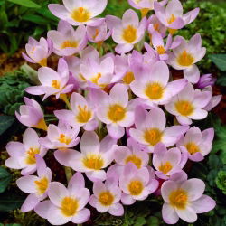 Crocus 'Firefly' - confezione grande - 100 pz