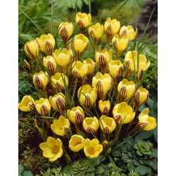 Snow crocus Gipsy Girl - pakej besar! - 100 pcs; buaya emas - 
