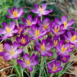 Crocus Whitewell Purple - pakej besar! - 100 keping - 