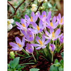Crocus Lilac Beauty - pakej besar! - 100 keping - 