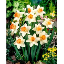 Nartsiss, nartsiss Accent - suur pakk! - 50 tk