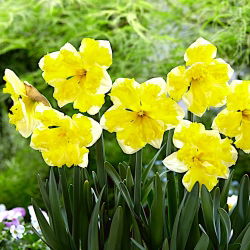 Narcis, narcis Banana Splash - velké balení! - 50 ks.